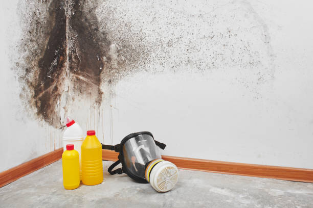 Best Attic Mold Removal  in Blackshear, GA