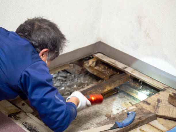Best Home Mold Removal  in Blackshear, GA