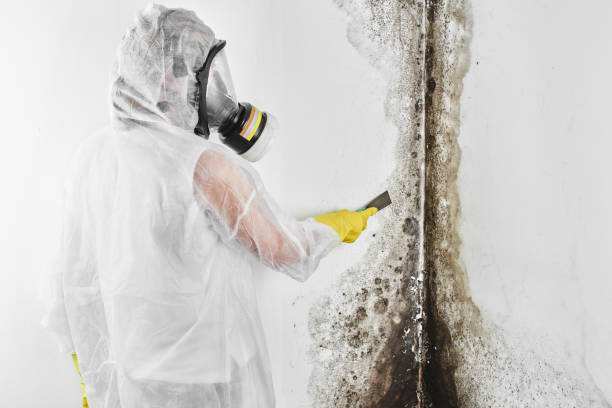 Best Mold Testing  in Blackshear, GA