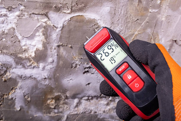 Mold Removal and Inspection in Blackshear, GA
