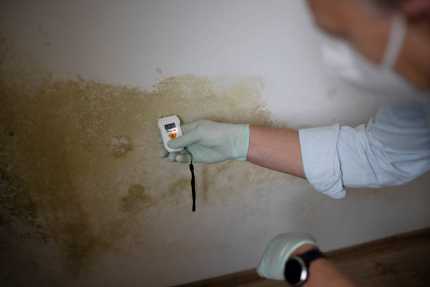 Best Mold Remediation Services  in Blackshear, GA