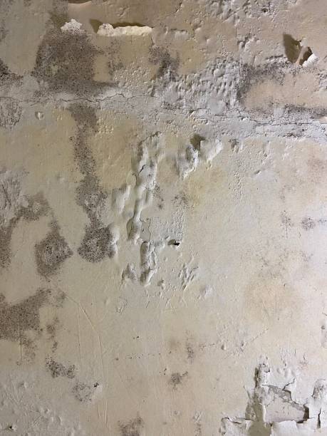 Best Local Mold Removal Service  in Blackshear, GA