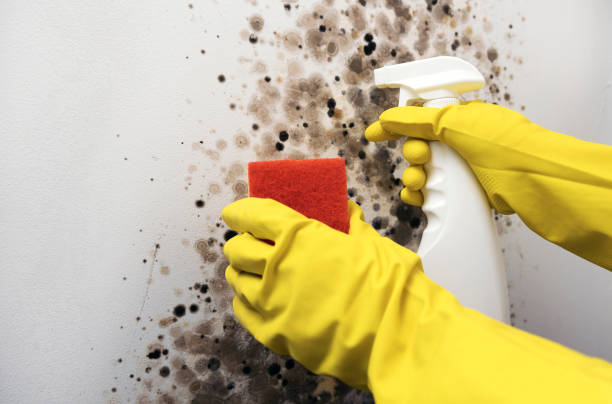 Best Professional Mold Removal  in Blackshear, GA