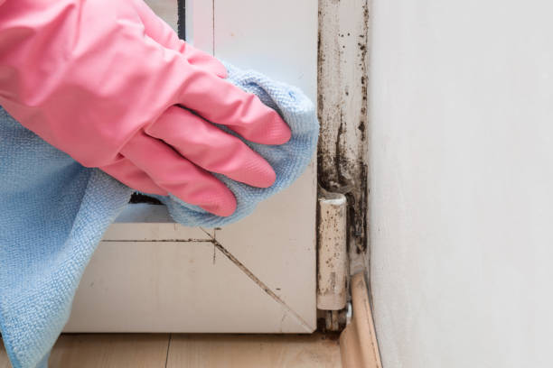 Best Mold Testing  in Blackshear, GA